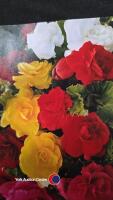 10 bulbs, Begonia, double mixed