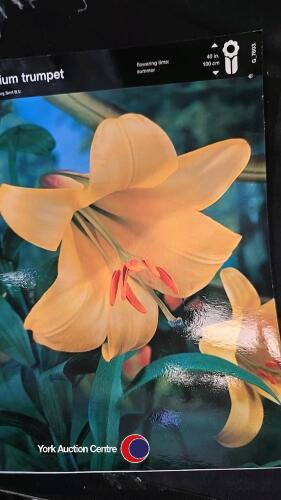10 bulbs, Trumpet Lily