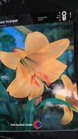 10 bulbs, Trumpet Lily