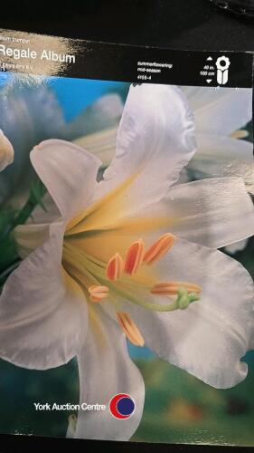 10 bulbs, Trumpet Lily