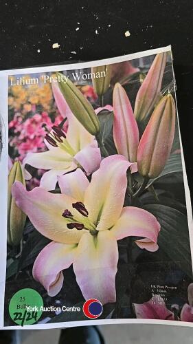 10 bulbs, Lily Pretty Woman