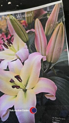 10 bulbs, Lily Pretty Woman