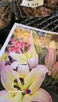 10 bulbs, Lily Pretty Woman