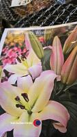 10 bulbs, Lily Pretty Woman