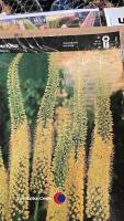 4 bulbs, Foxtail Lily eremurus