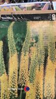 4 bulbs, Foxtail Lily eremurus