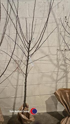 Almond tree, early flowering, bare rooted
