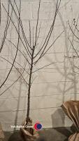 Almond tree, early flowering, bare rooted