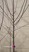 Almond tree, early flowering, bare rooted - 2
