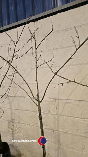 Victoria Plum, container grown
