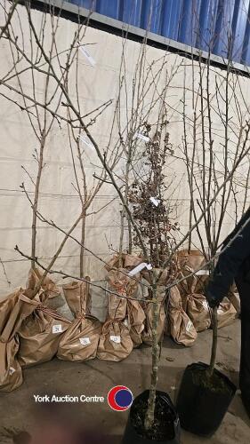 James Grieve apple, container grown
