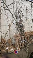 James Grieve apple, container grown - 2