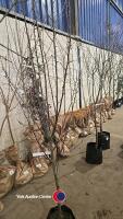 Braeburn apple, container grown