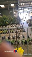 Katy dessert apple, bare rooted