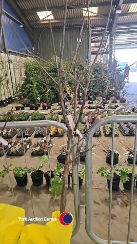 Bramley apple, best cooker, bare rooted