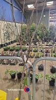 Bramley apple, best cooker, bare rooted - 2