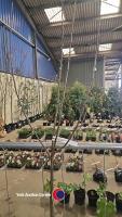 Egremont Russet dessert apple, bare rooted - 2
