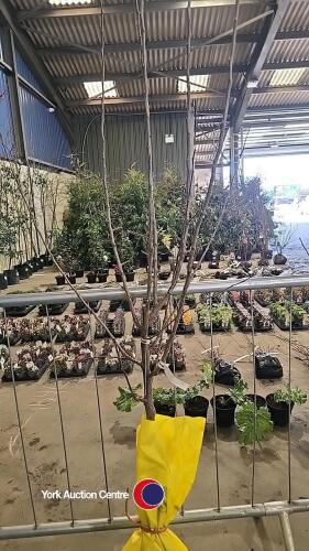 Cox's self fertile dessert apple, bare rooted