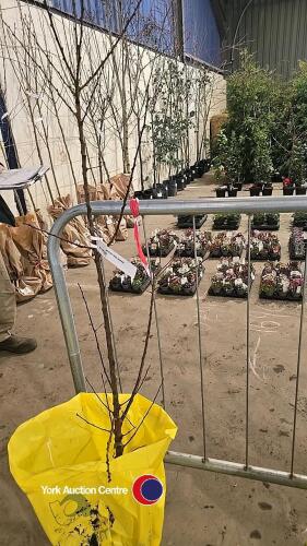 Apricot 'Tros Orange', self fertile, bare rooted