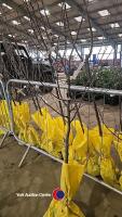 Quince Champion golden yellow fruit, bare rooted