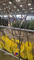 Quince Champion golden yellow fruit, bare rooted - 2
