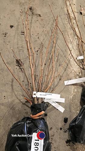 3 x blackcurrant, ben lomond, bare rooted