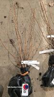 3 x blackcurrant, ben lomond, bare rooted - 2