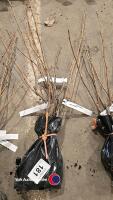 3 x blackcurrant, ben lomond, bare rooted