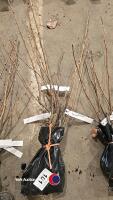 3 x blackcurrant, ben lomond, bare rooted - 2