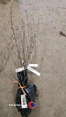 3 x gooseberry invicta, bare rooted