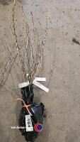 3 x gooseberry invicta, bare rooted