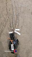 3 x gooseberry invicta, bare rooted - 2