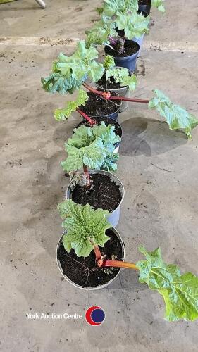 5 x Rhubarb, container grown