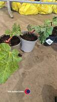 5 x Rhubarb, container grown - 2