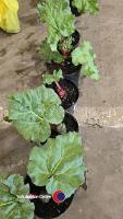 5 x Rhubarb, container grown