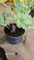 5 x Rhubarb, container grown - 2