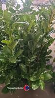 10 x laurel bushes, 5L pot - 2