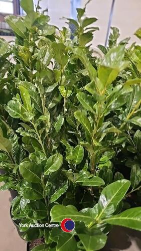 10 x laurel bushes, 5L pot