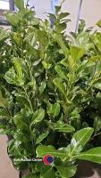 10 x laurel bushes, 5L pot