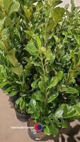 10 x laurel bushes, 5L pot - 2