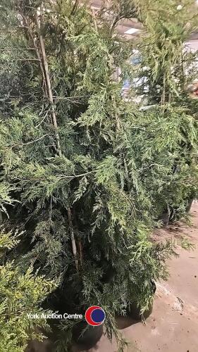 10 x Green Leylandii, 5-6ft, container grown