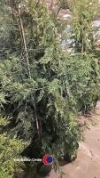 10 x Green Leylandii, 5-6ft, container grown
