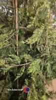 10 x Green Leylandii, 5-6ft, container grown - 2