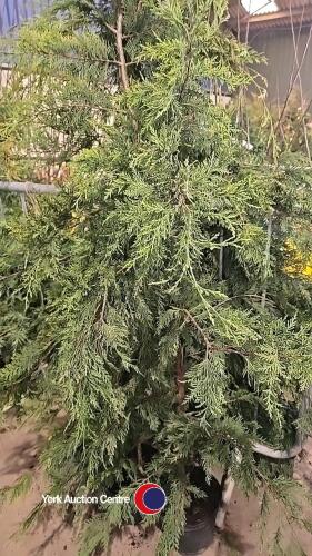 6 x Leylandii trees