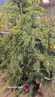 6 x Leylandii trees