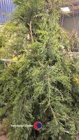 6 x Leylandii trees - 2