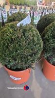 2 x Taxus ball, 10l pot, 40cm