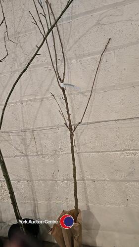 Kanzan Japanese flowering cherry, bare rooted
