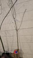 Kanzan Japanese flowering cherry, bare rooted