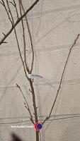 Kanzan Japanese flowering cherry, bare rooted - 2